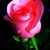 pink_rose_2